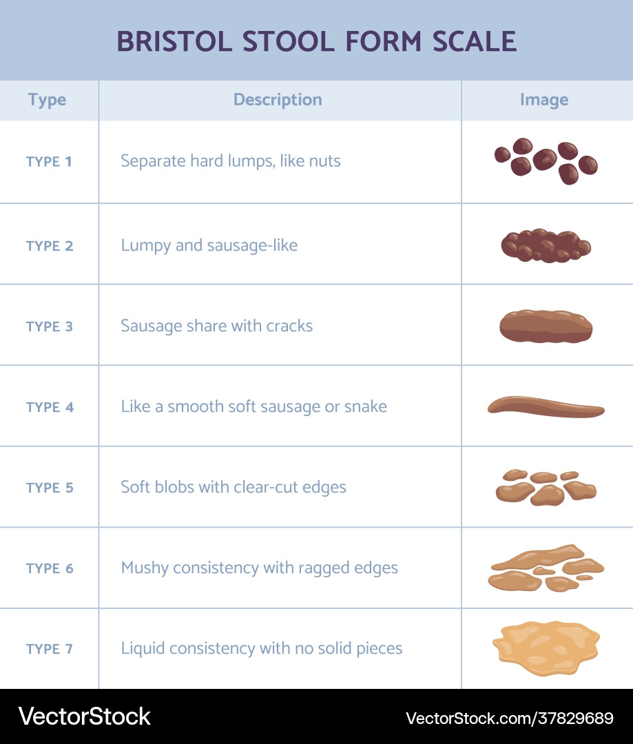 Bristol Stool Form Scale Infographic With Faeces Vector Image