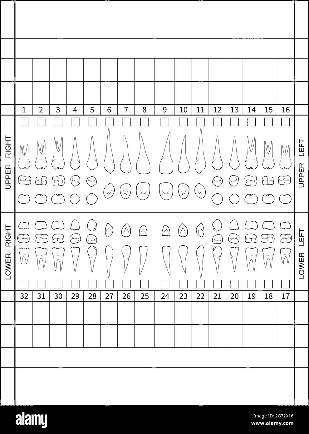 Dental Chart Black And White Stock Photos Images Alamy