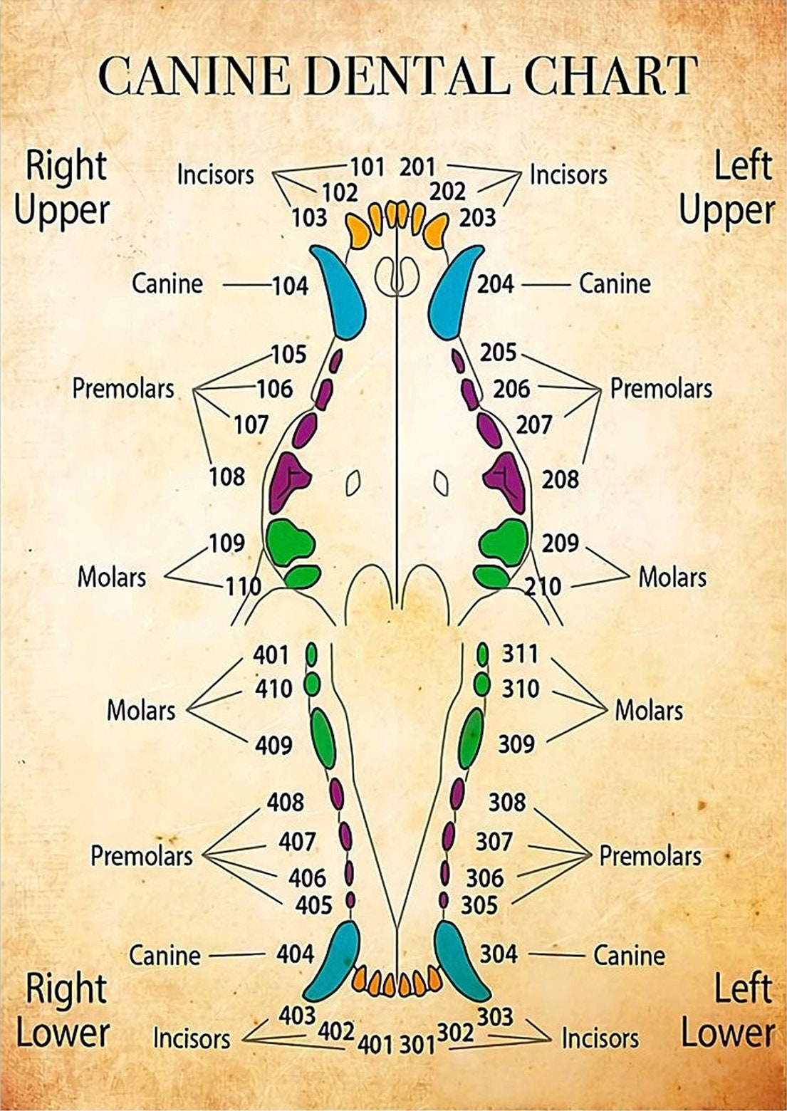 Dentist Canine Dental Chart Poster Home Decor Wall Decor Etsy Dentist Canine Dental Chart Poster Home Decor Wall Decor Etsy