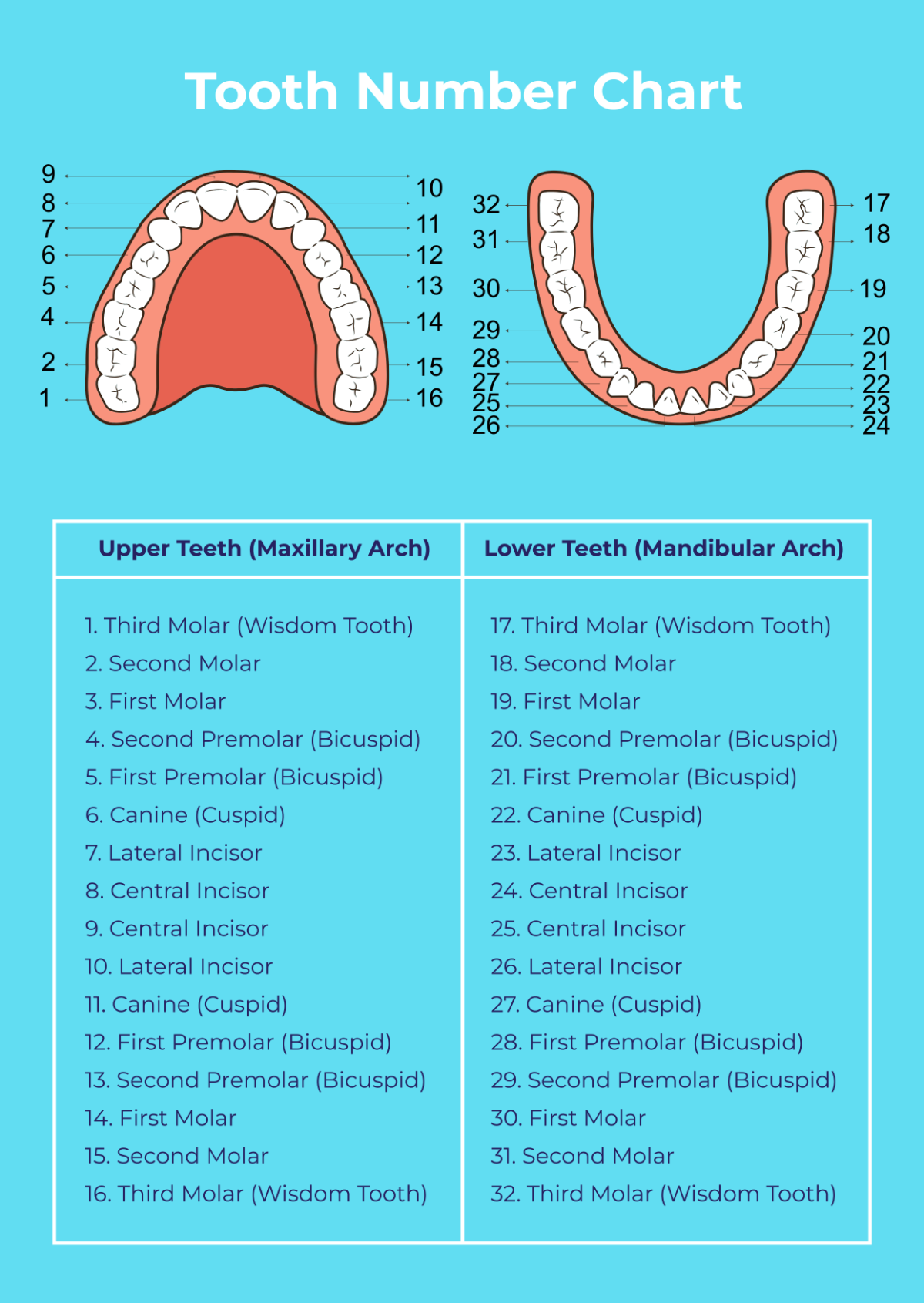Dental Tooth Chart Printable