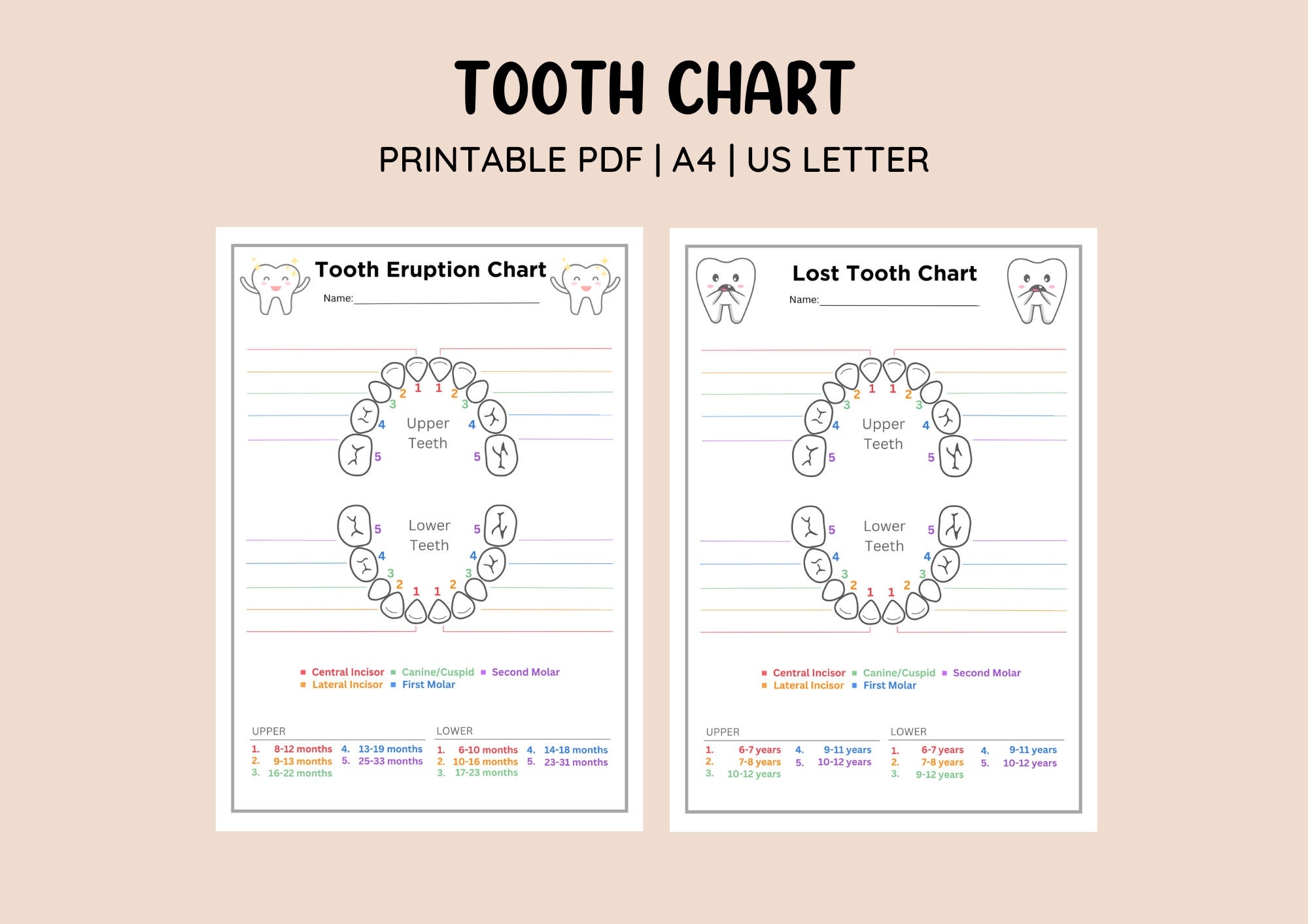 Printable Teeth Number Chart