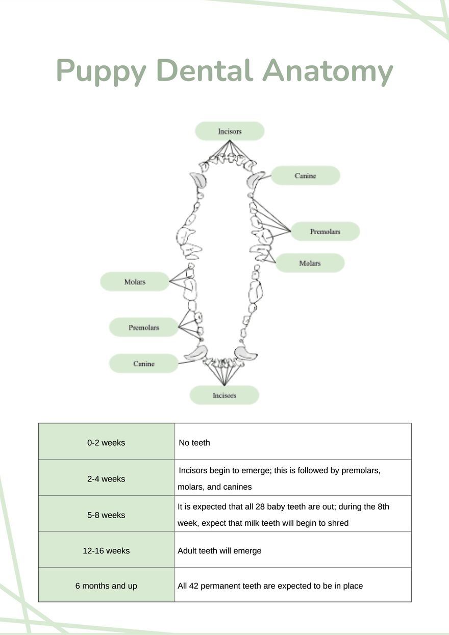 Dog Canine Dental Chart Full Size Printable Dog Canine Dental Chart Full Size Printable