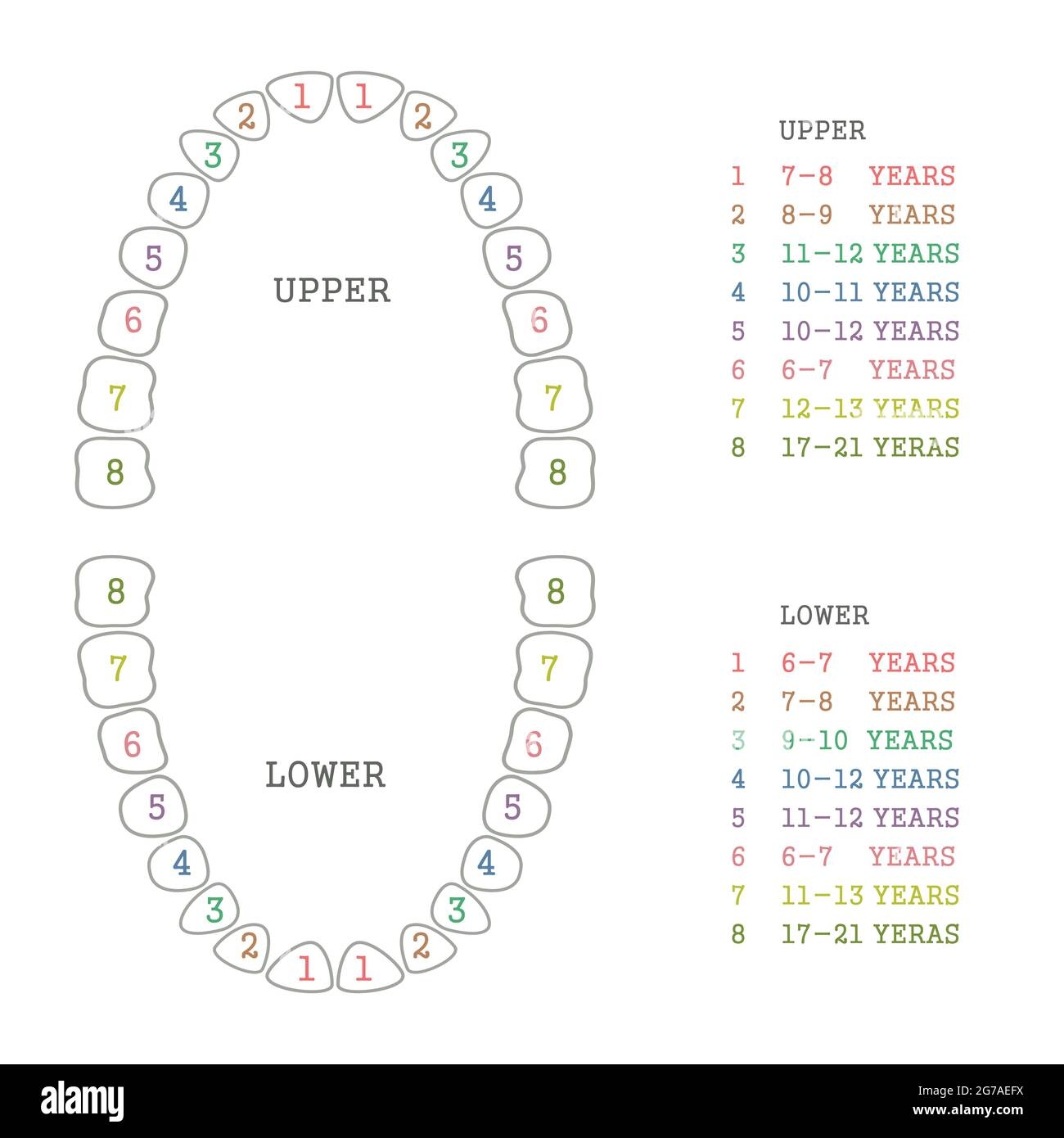 Tooth Chart Hi res Stock Photography And Images Alamy