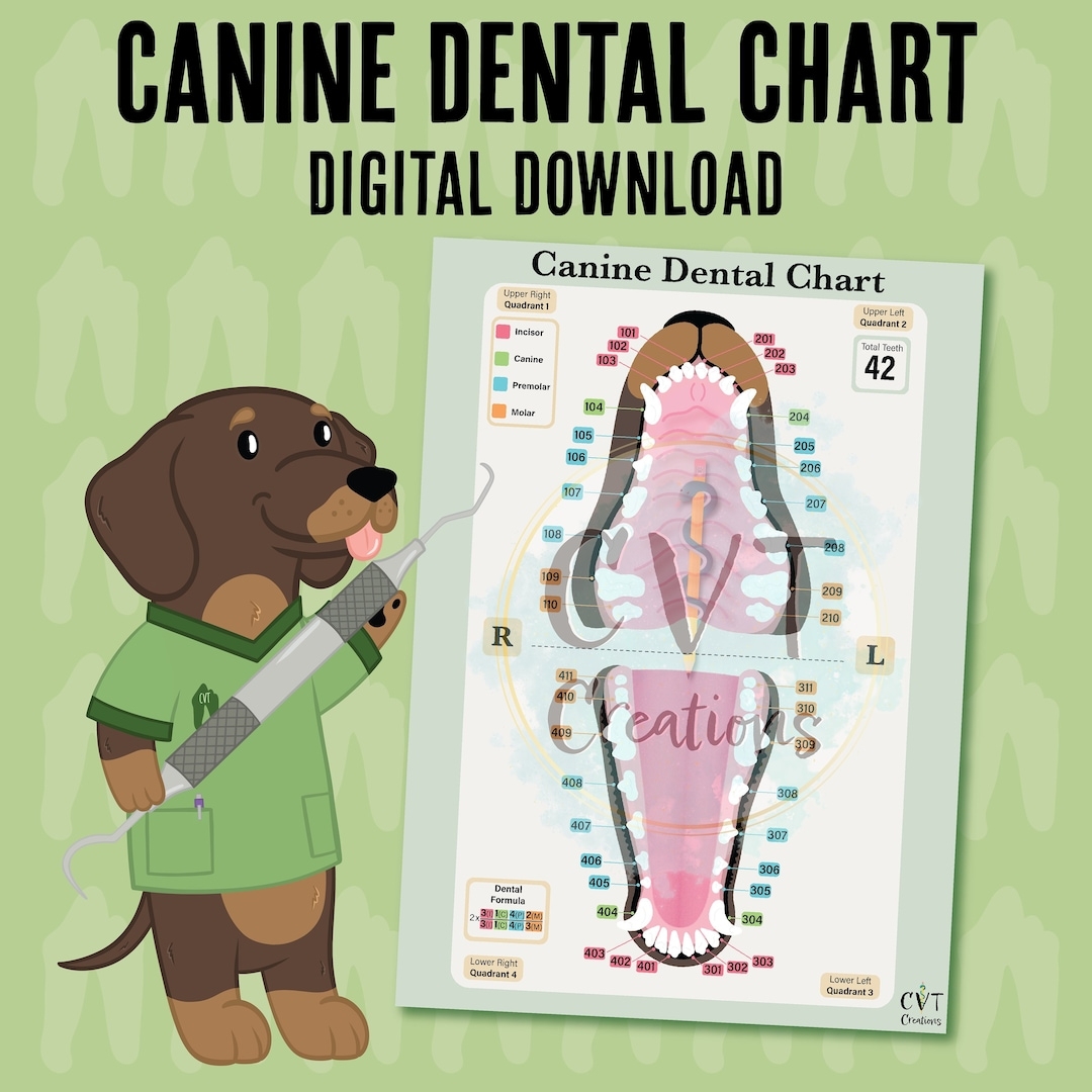 Tooth Types Sketch Teeth With Roots Dentist Tooth Tooth Types Sketch Teeth With Roots Dentist Tooth